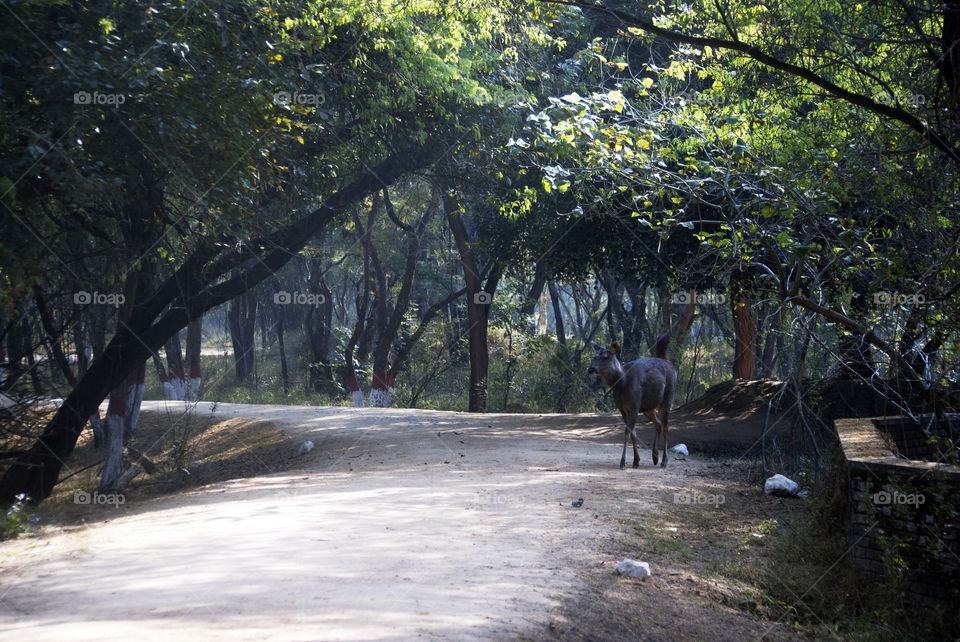Deer, having a morning walk in the woods, an adorable and cute sight to make my day.