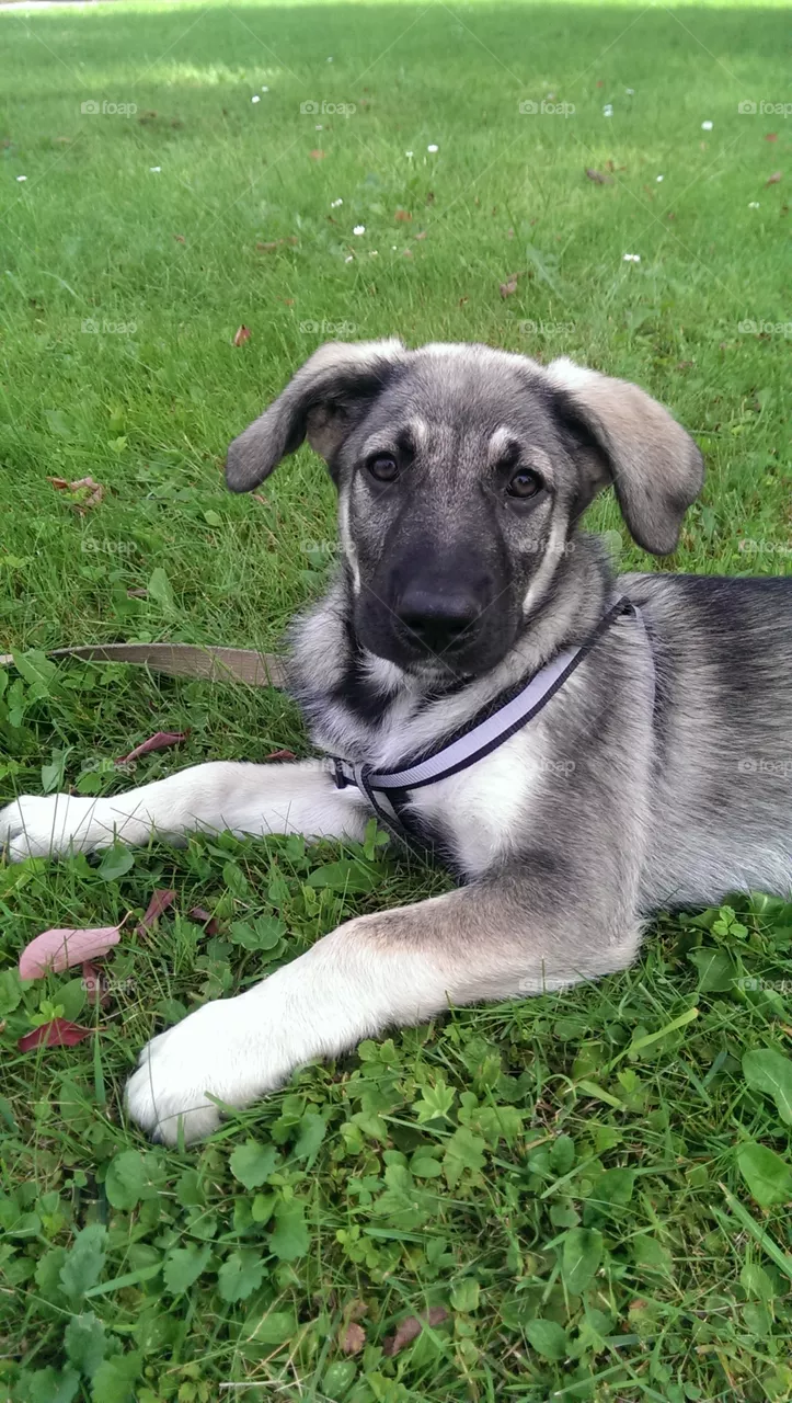 Puppy