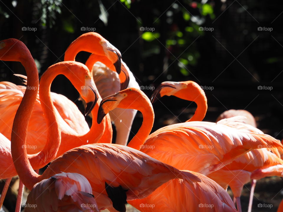 Pretty flamingo. Palm it's park Gran Canaria

