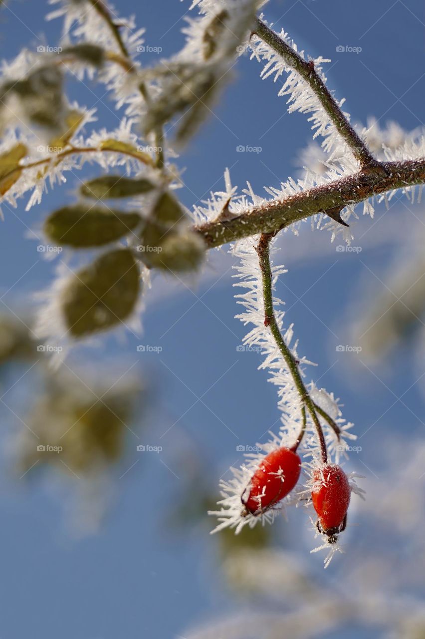 Rosehip branch in frost