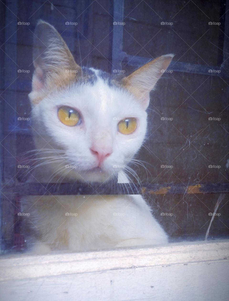 Cat starring at a window