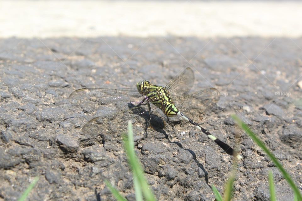 green dragonfly