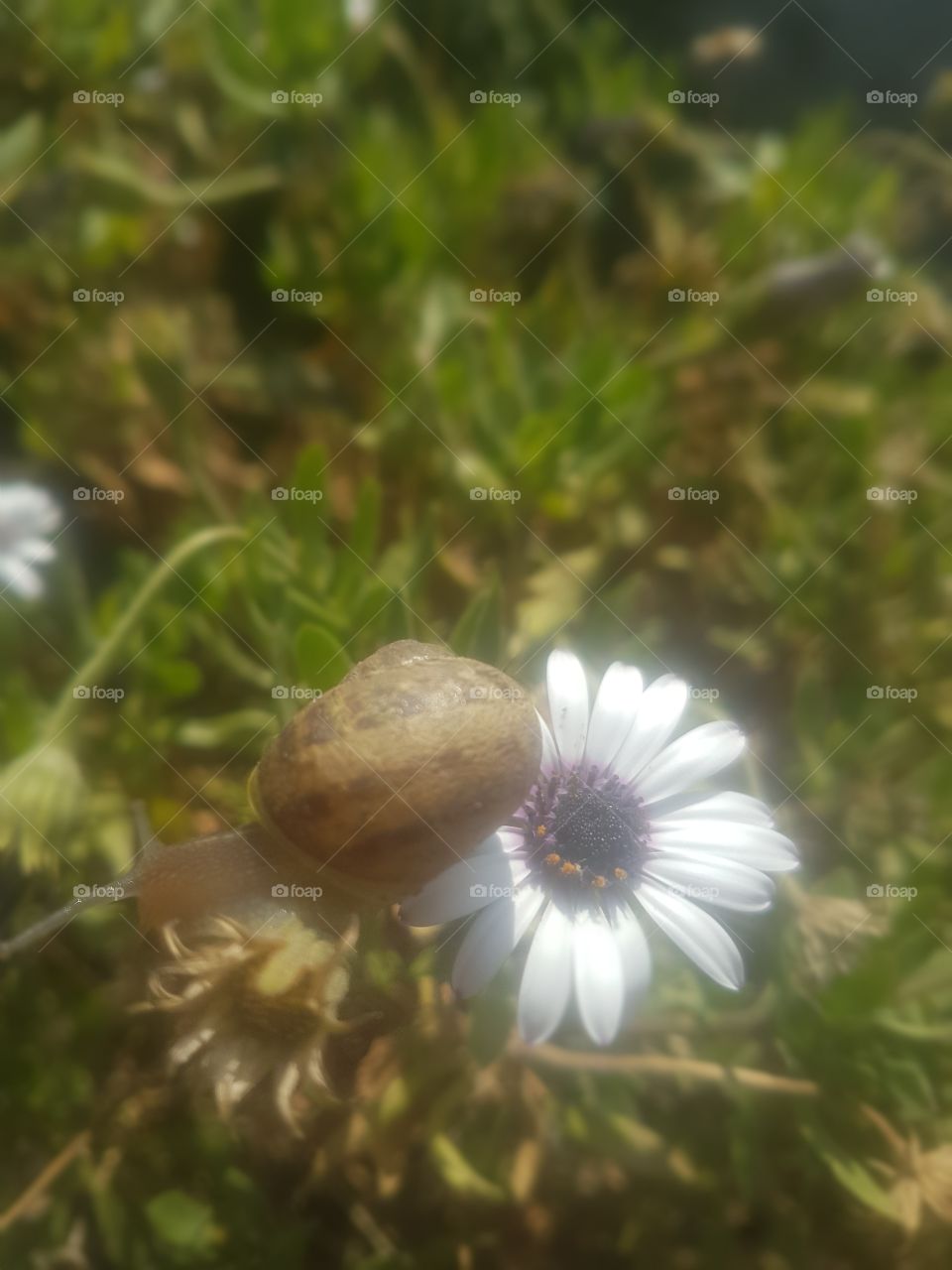 Un Caracol en una flor.