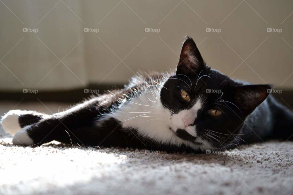 Purrrfectly Comfortable