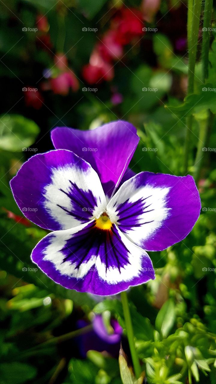 pansy face
