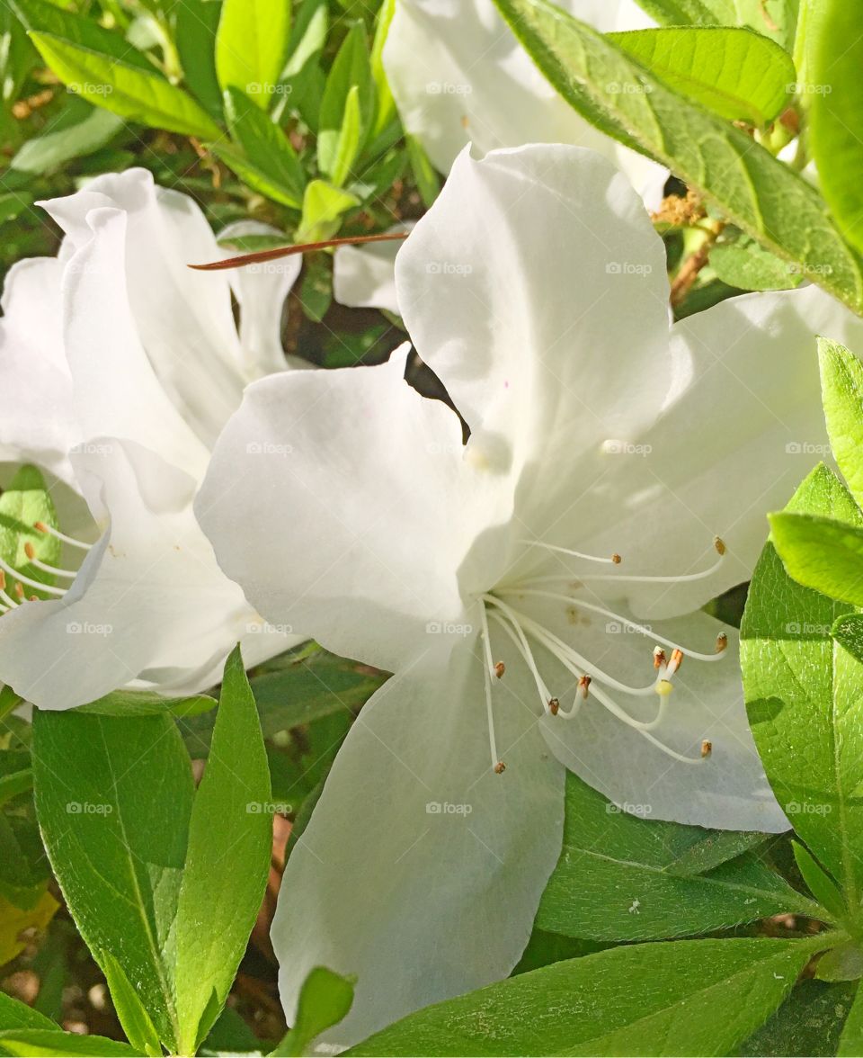 White flower growing on plant