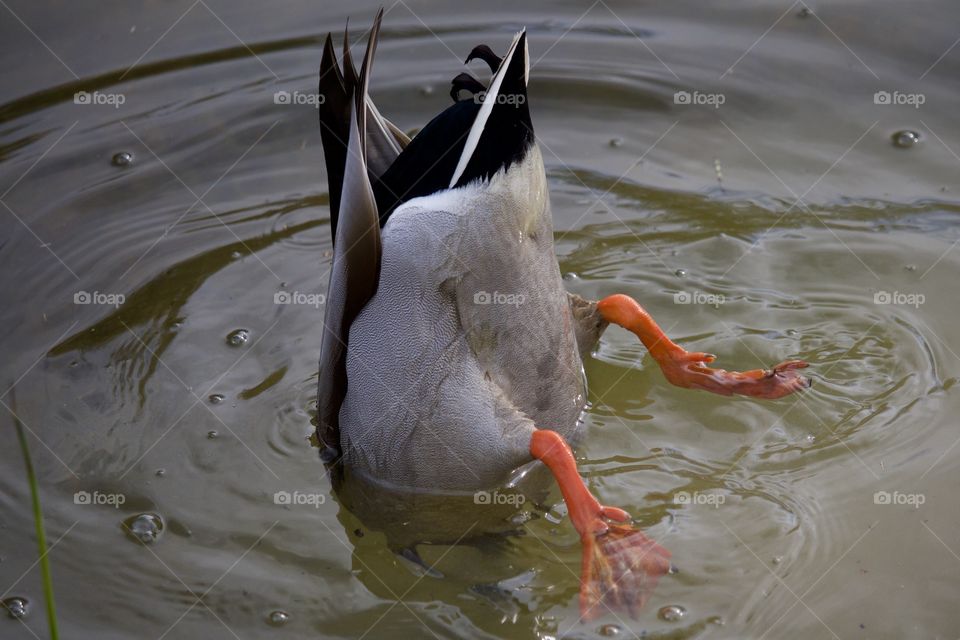 Close-up of duck foraging in lake