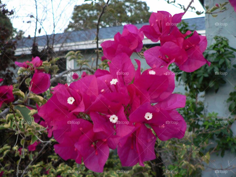 Great Bougainvillea Or Bougainvillea Spectabilis Willd Also Under The Name Of Bougainvillea Glabra Choisy In The Nyctaginaceae Family. Beautiful Pink Purple Flowers From A Small Tree With Mini White Flowers As Stigma Out With A Grey Blue House.