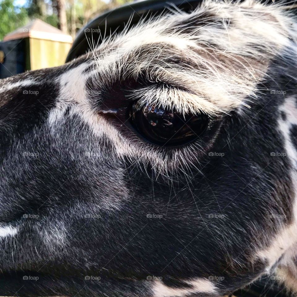 Close up of a black and white alpaca’s face and eye