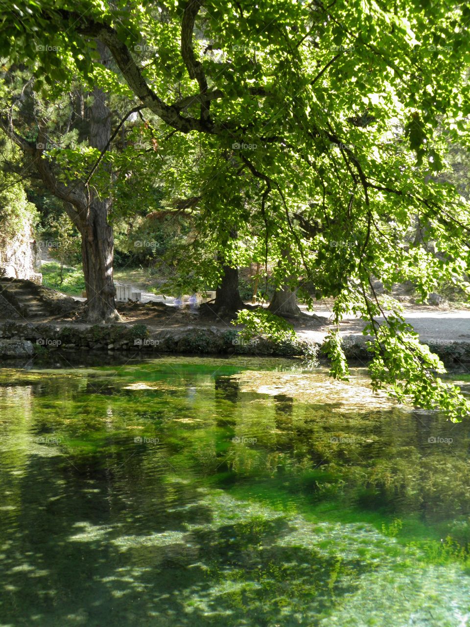 La nature luxuriante formée par la source d'eau de la montagne