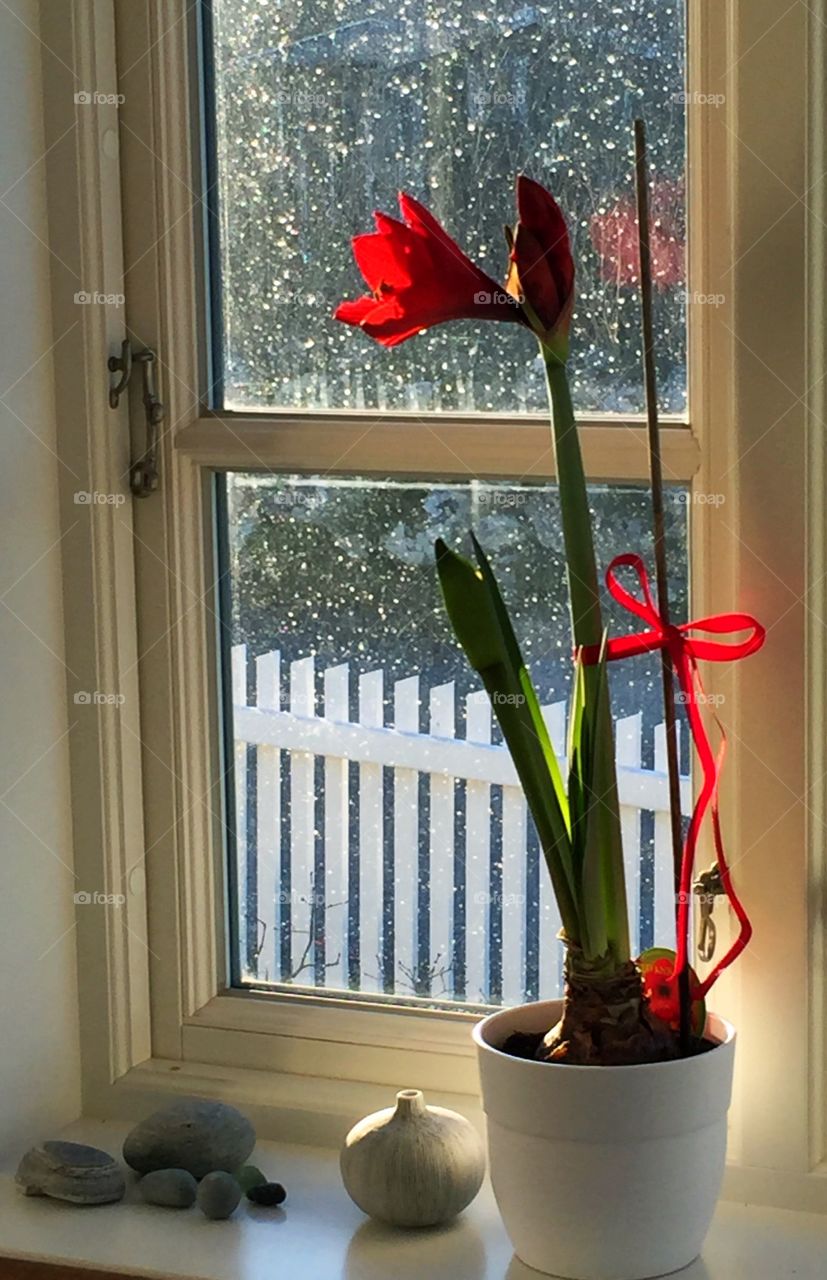 Amaryllis