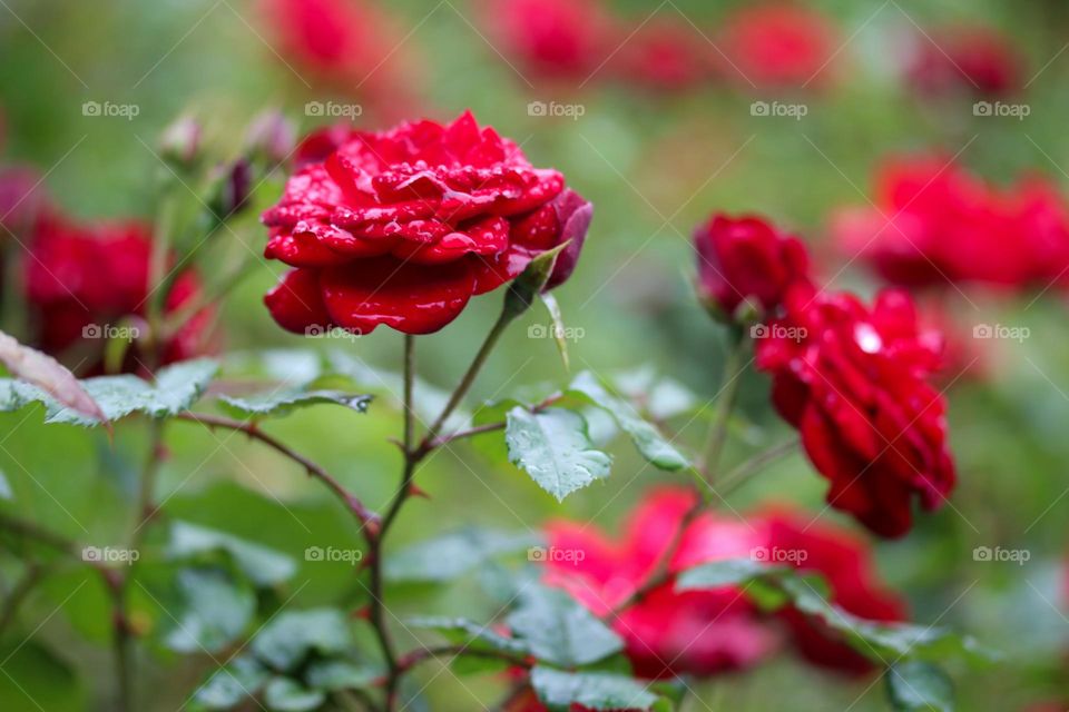 Roses at the raining