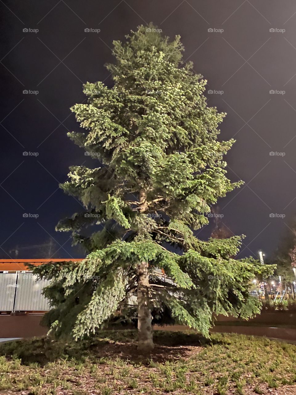Tree canopy by night