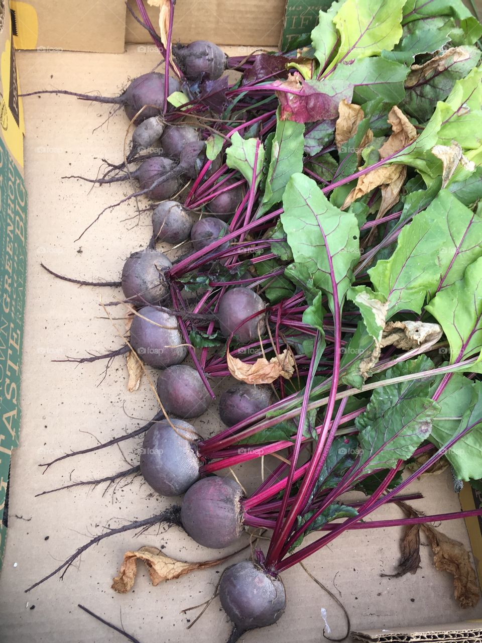 Fresh beets from my garden