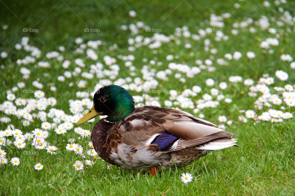 Mallard duck with flowers on grass