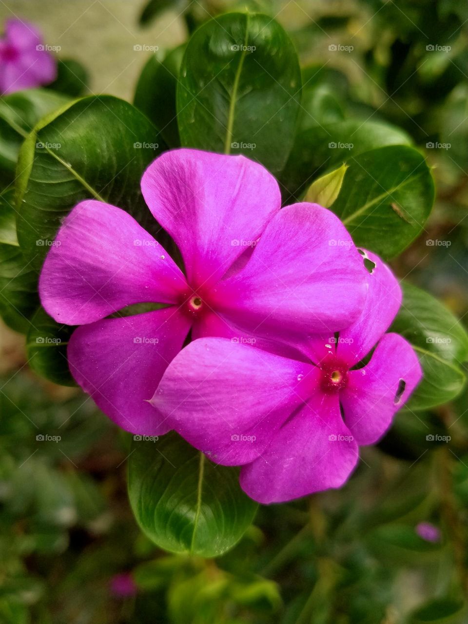 Colorful flowers 🌺