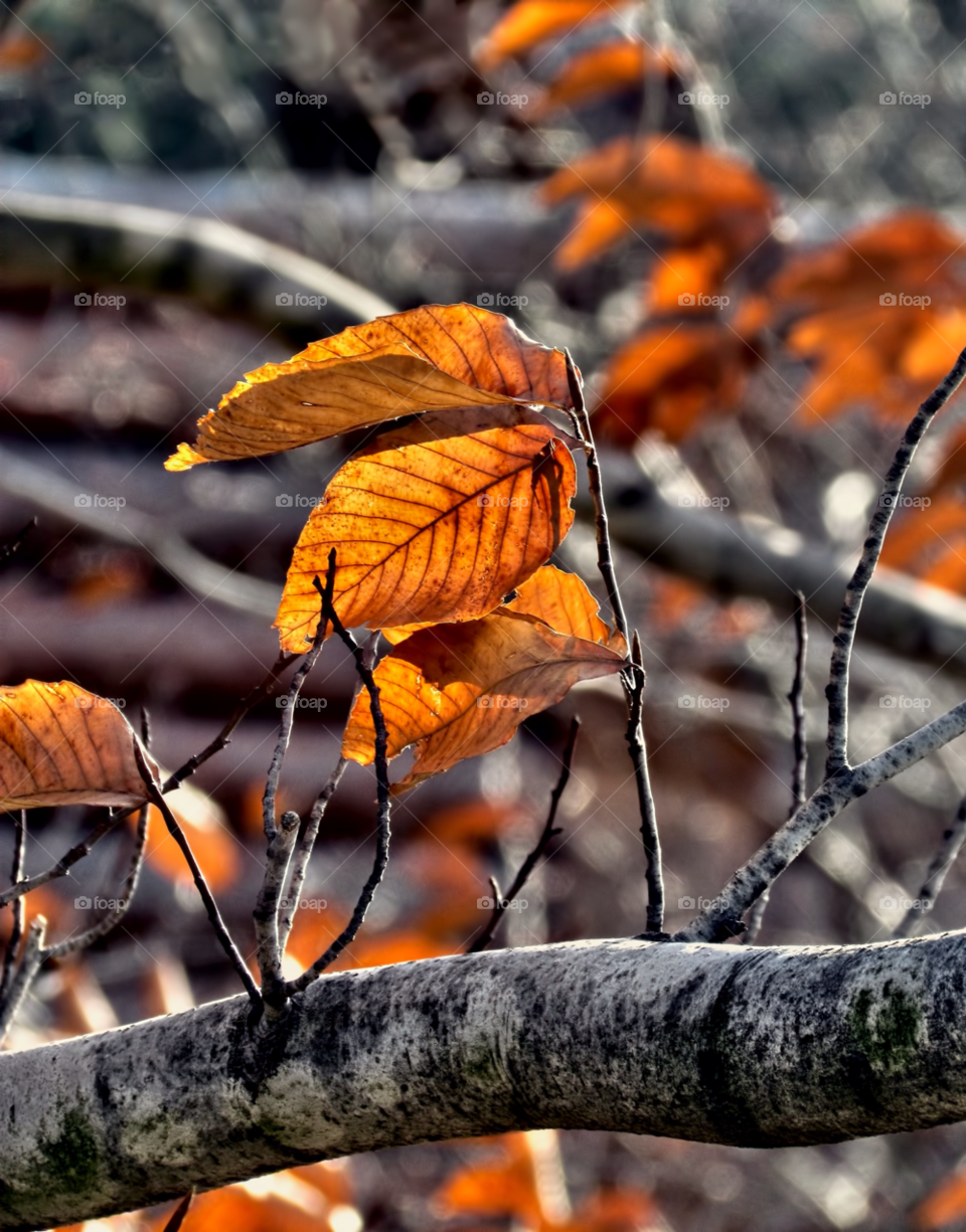 Autumn leaves