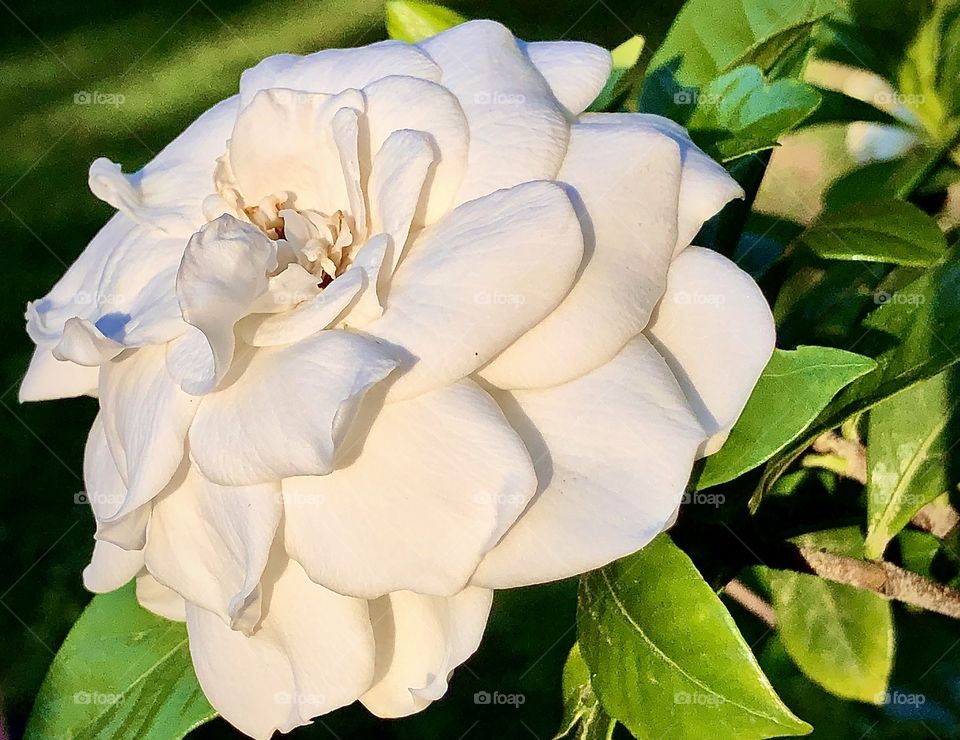 Gardenia bloom in stunning afternoon sunlight 