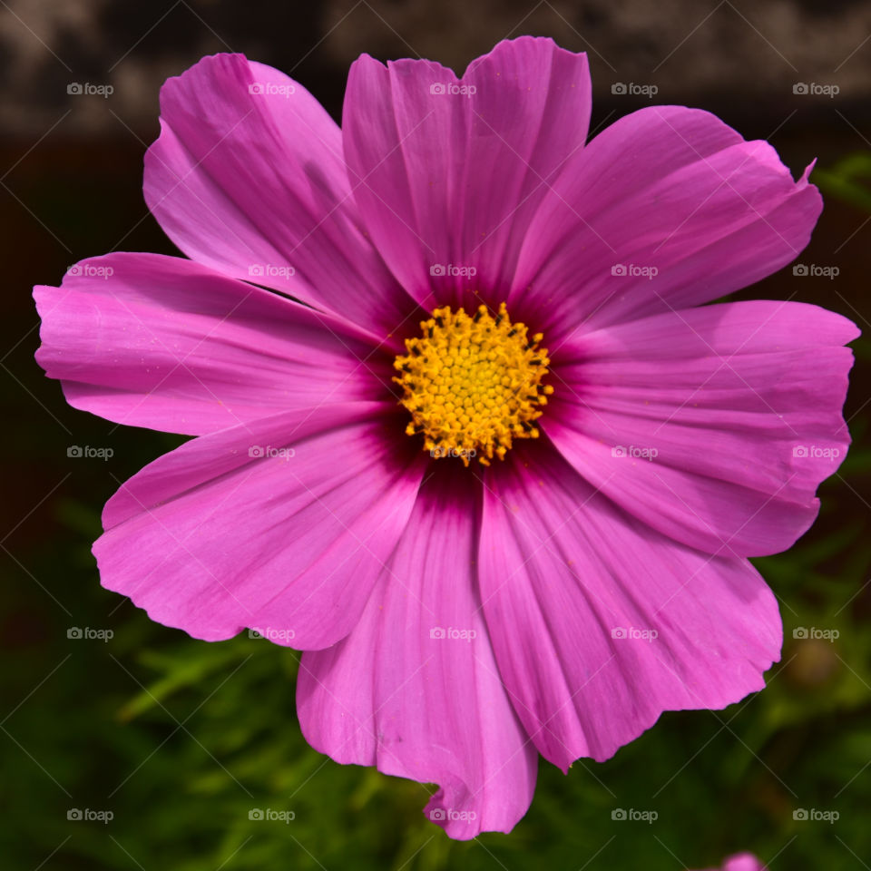 Pretty pink Cosmos flower 