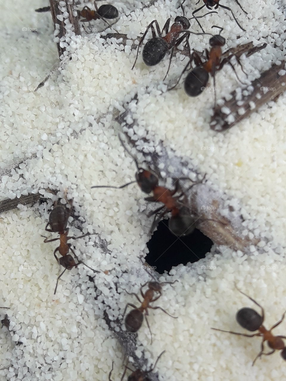 ants, macro, summer