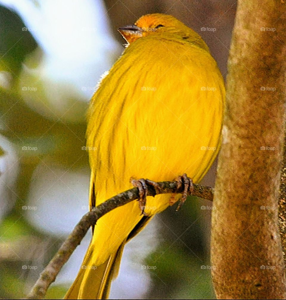 canarinho amarelo