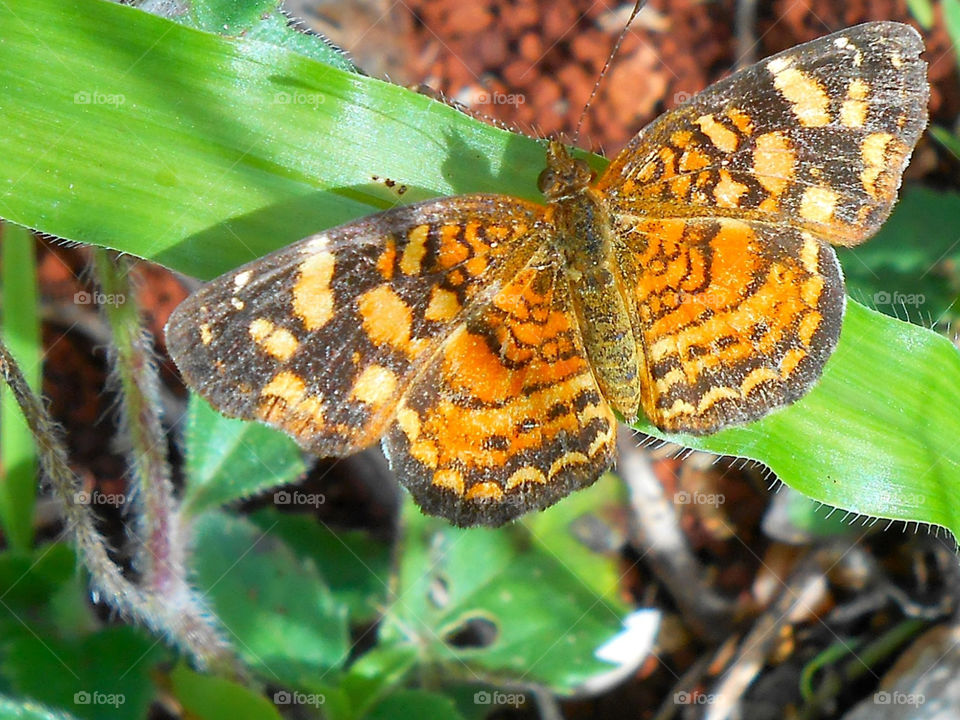 Gold Butterfly