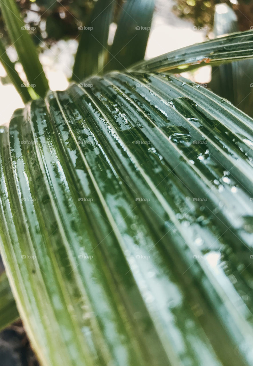 Closeup of the green leaf 