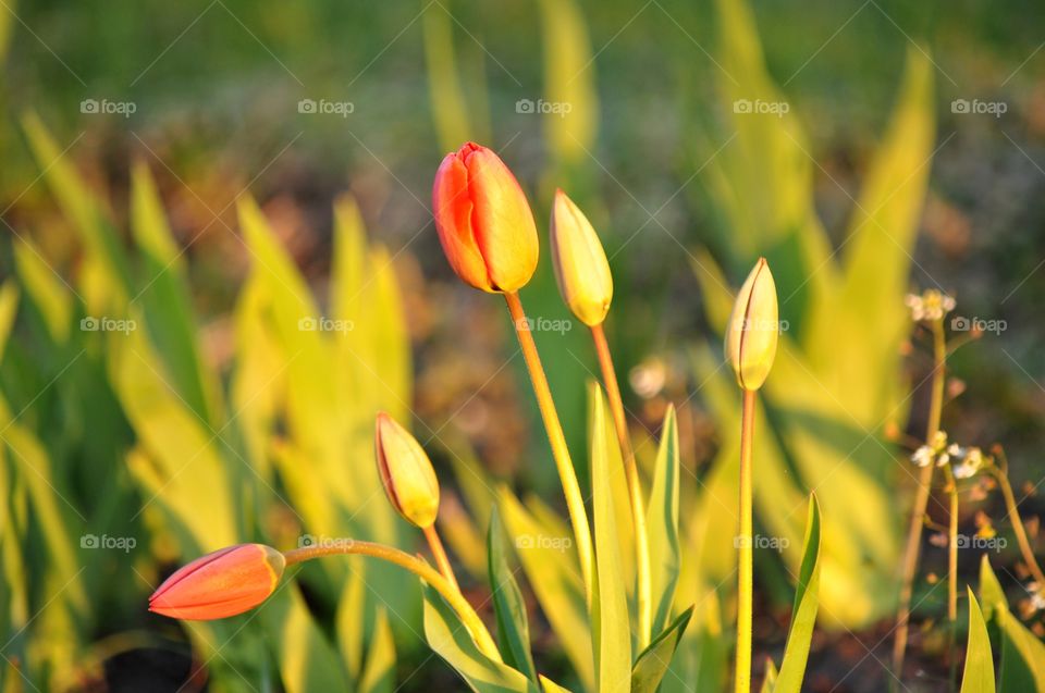 Nature, Flora, Leaf, Flower, No Person