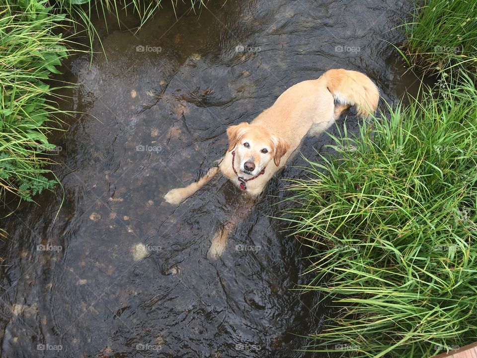 Cooling off in a stream