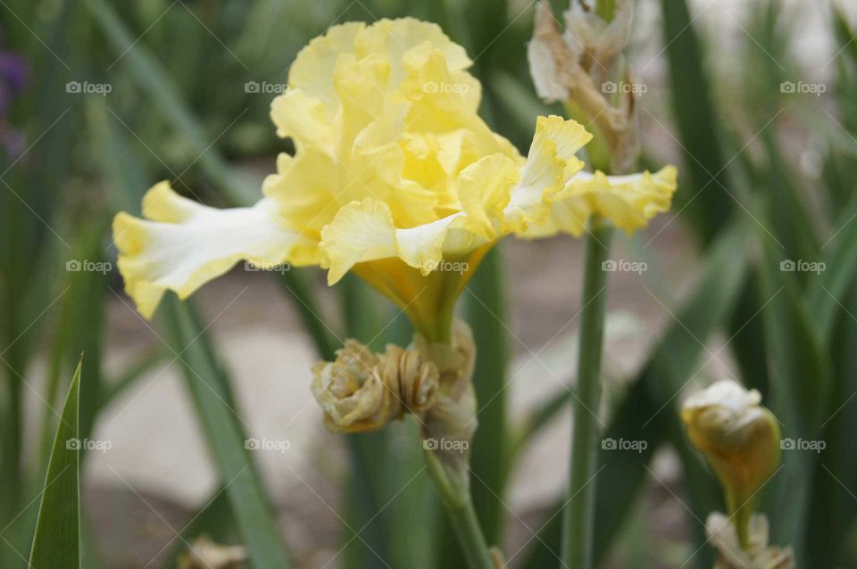 yellow mellow blossom