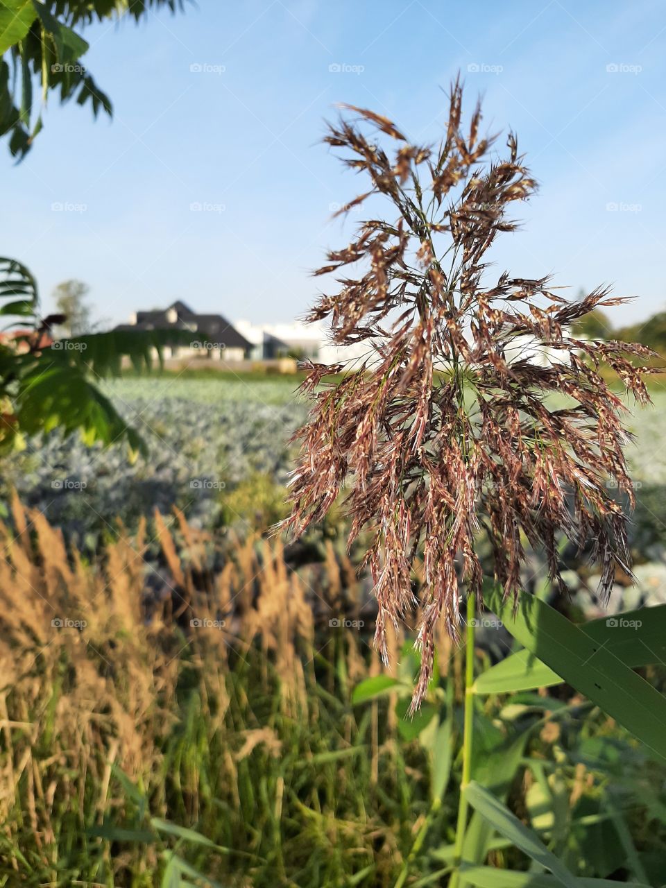 grass in morning light