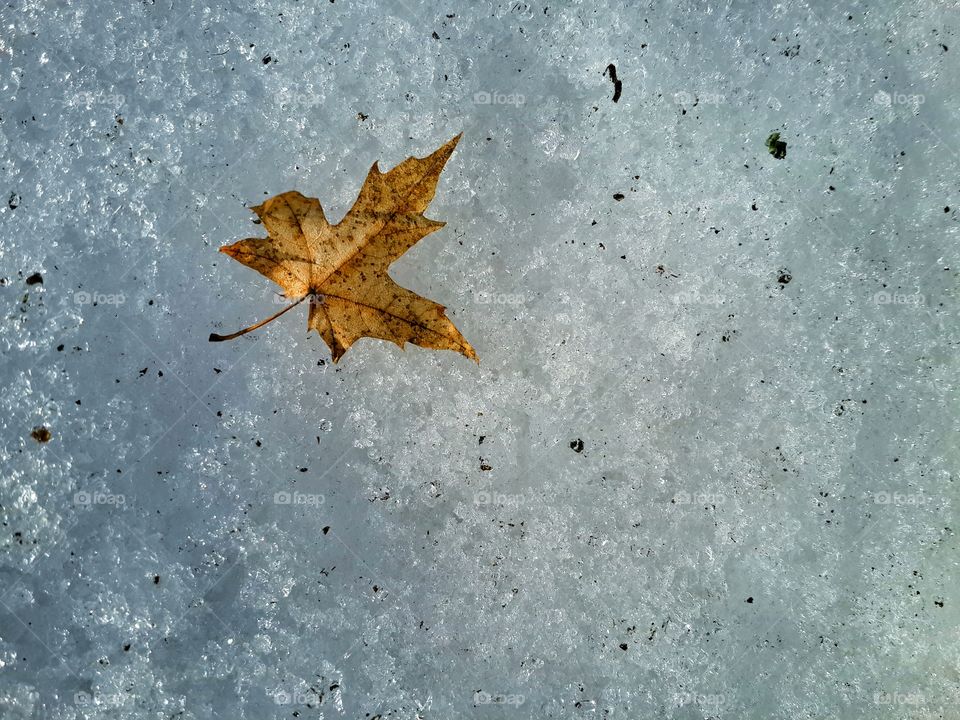 Fall leaf in snow