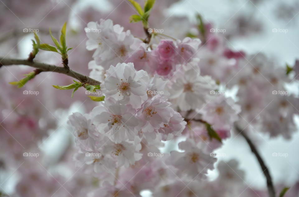 spring flowers pink flower by hugo