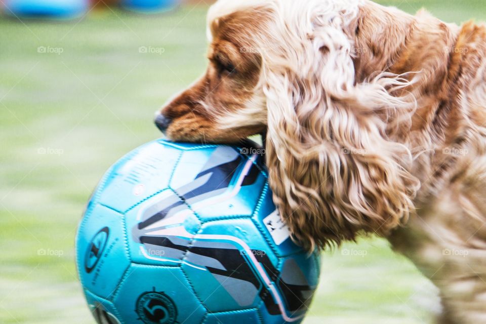 Dog and ball