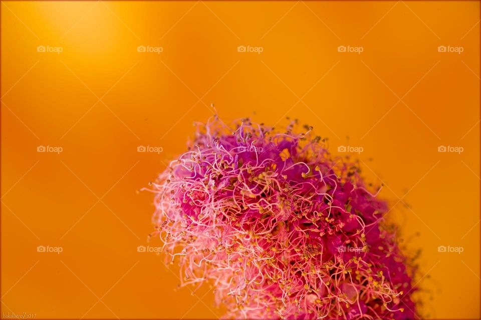 Beautiful flower close up shooting background summer blossom nature therapy