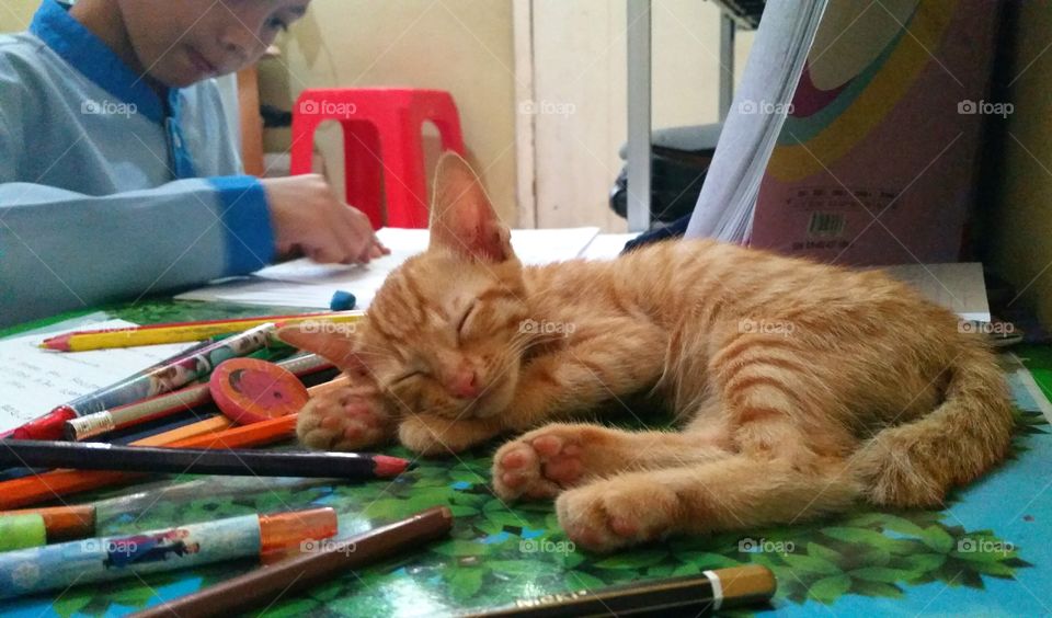 Kitten fall asleep when company his human friend doing online class.