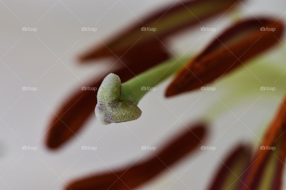 Close up of stigma of flower