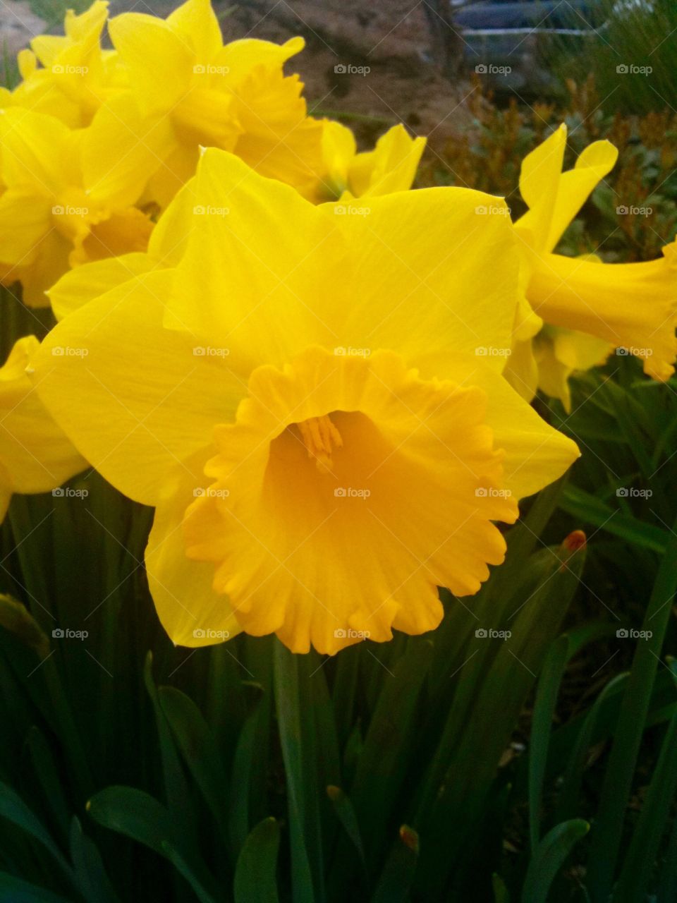 Yellow flower