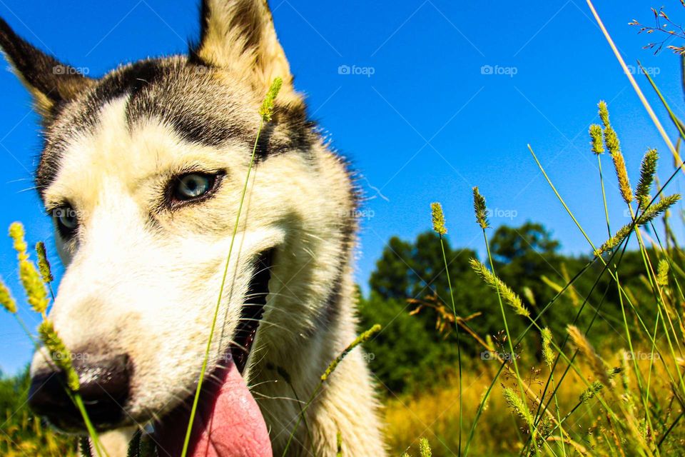 Husky
