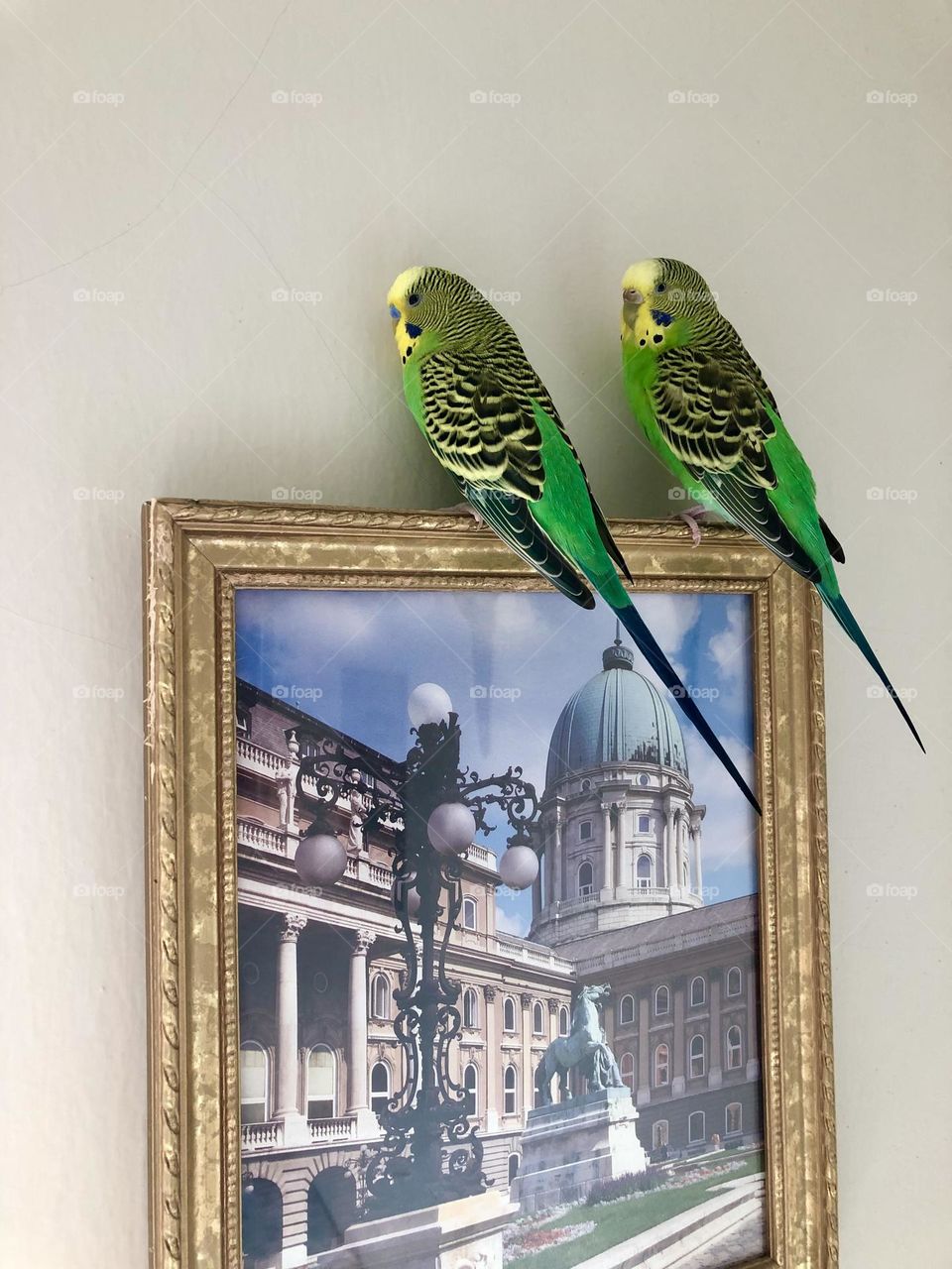 Zooming in on the family pets Kiwi and Coco 