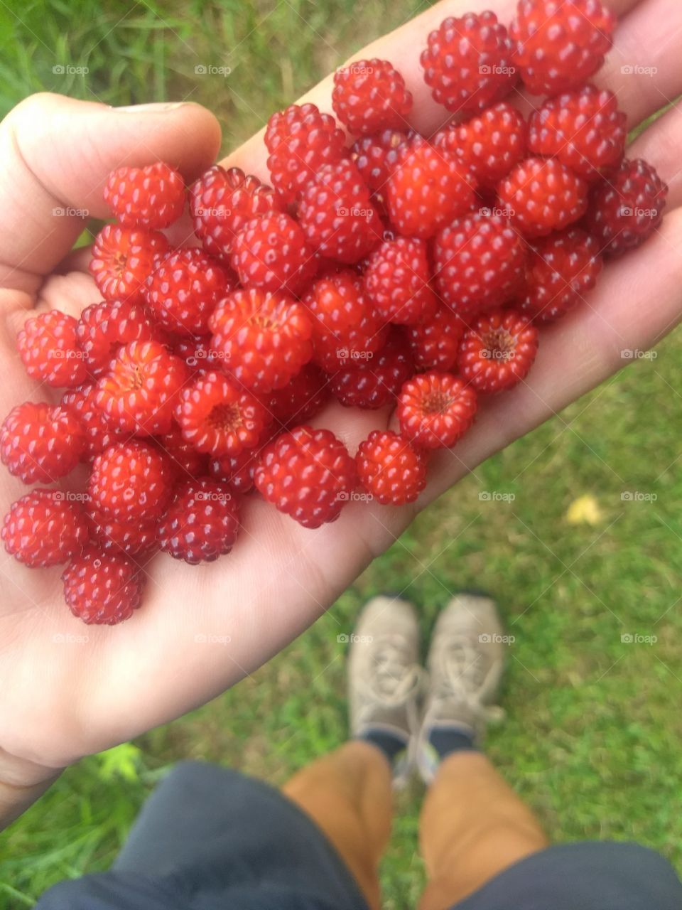 lding wild raspberries