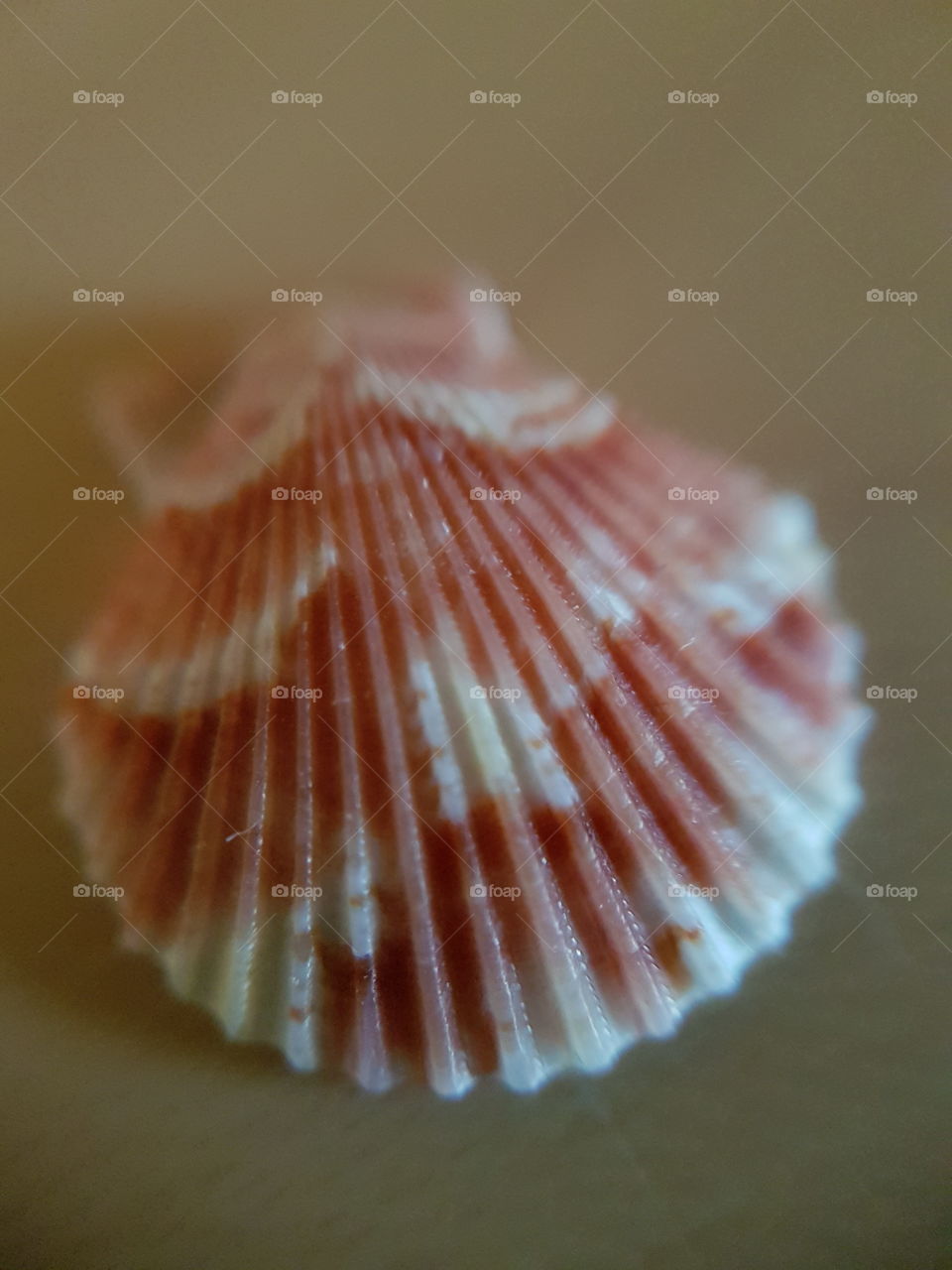 pink  seashell