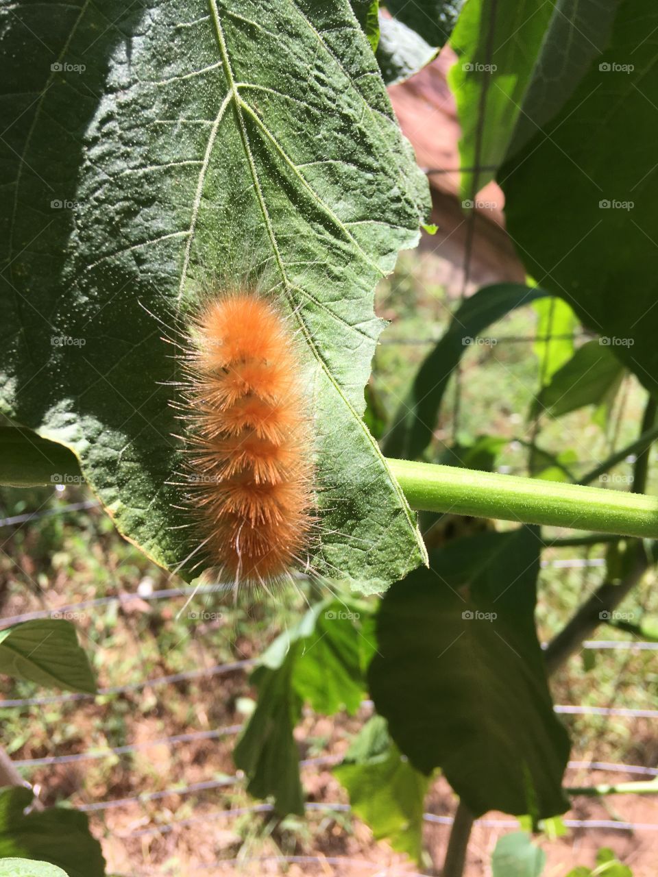 Found this little guy on my angel trumpet today I think it’s a yellow woolly bear.