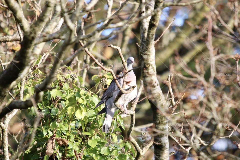 pigeon on the branch :)