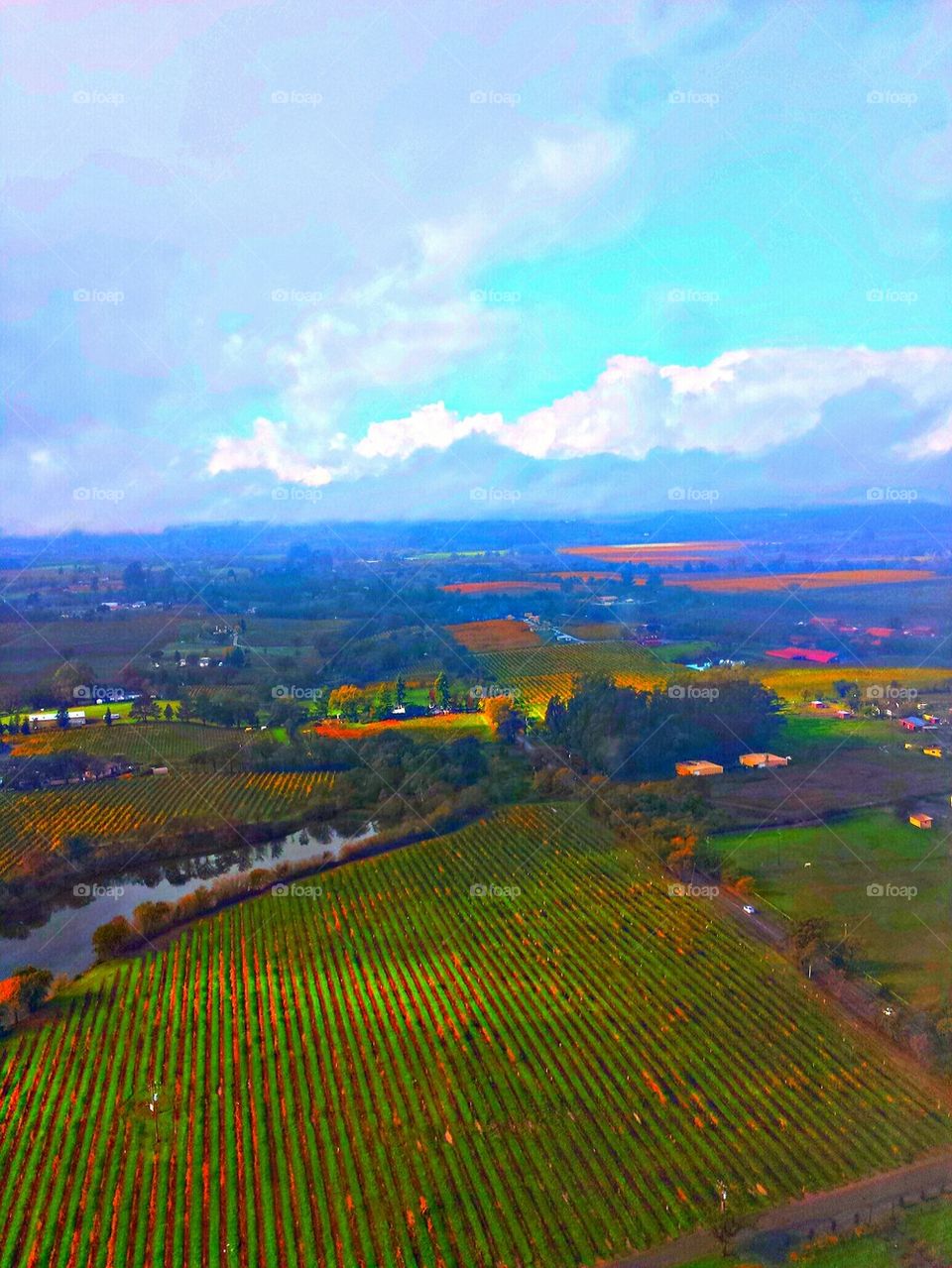 "Santa Rosa Vinyards"