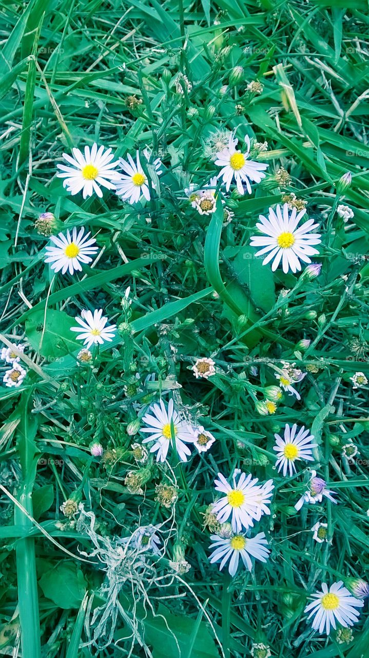 A little peek a boo in our garden.