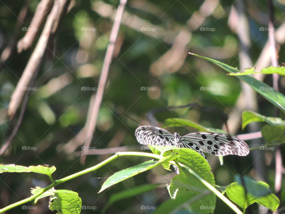 Kupu-kupu liarku bermain bebas di hutan hujan tropis Sumatera.