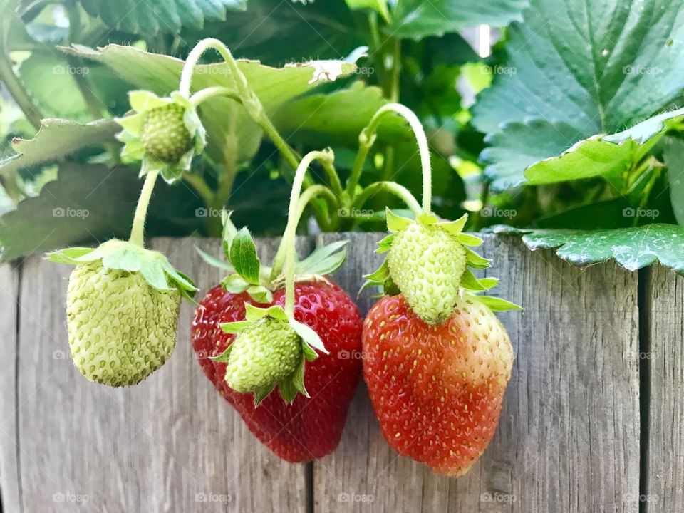 Bundle of strawberries 🍓