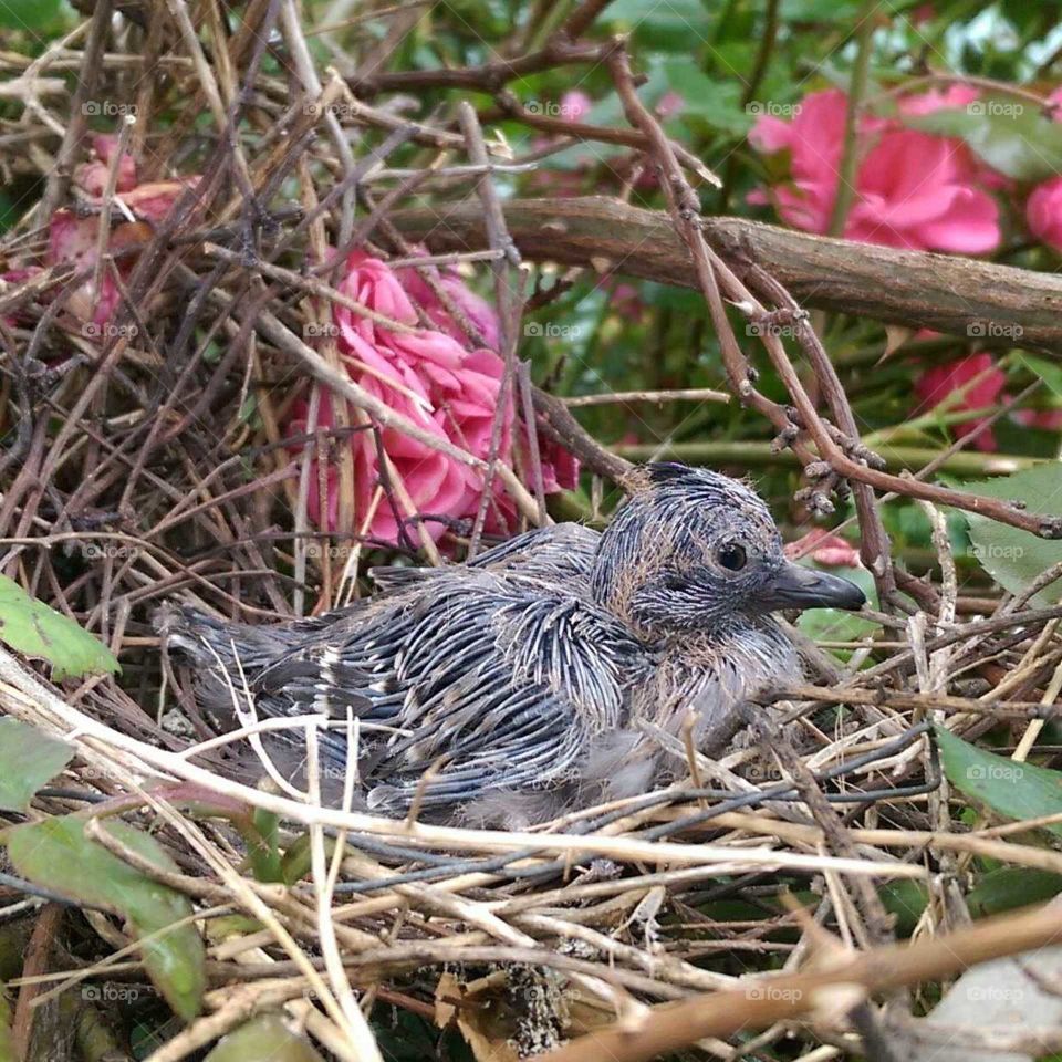 bird in the nest