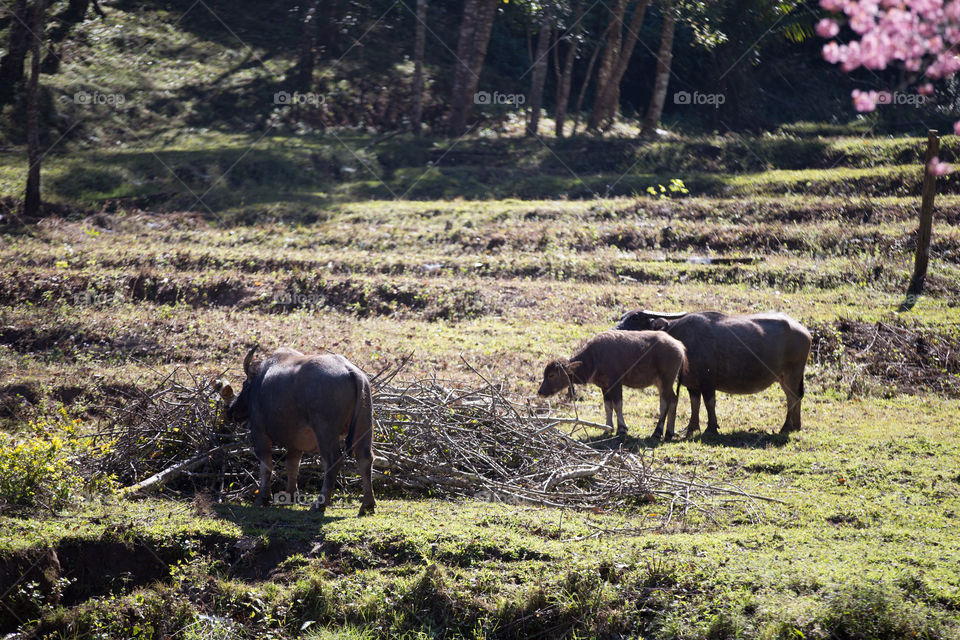 Buffalo in the farm